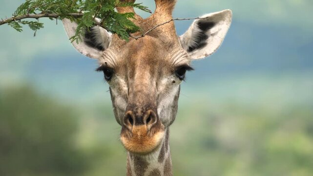 Close up head portrait of wild giraffe looking into camera lens while