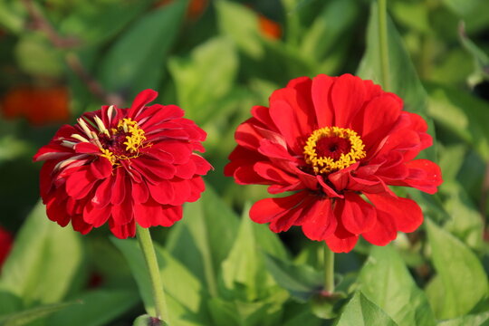 Red Zinnia's In Bloom, U of A Botanic Gardens, Devon, Alberta