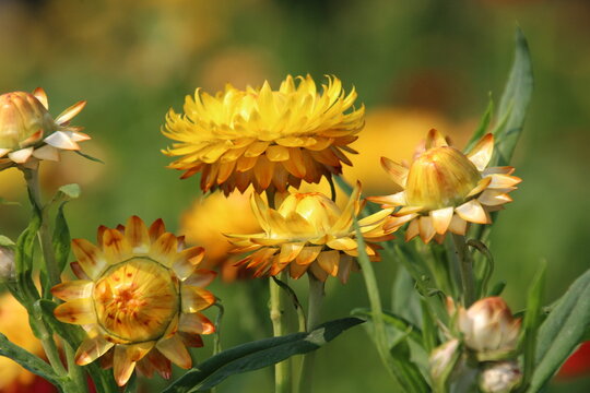 Golden Blooms, U of A Botanic Gardens, Devon, Alberta