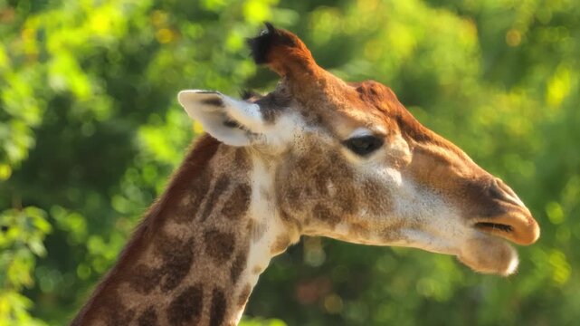 Close up shot of majestic giraffe head profile in natural sunlight