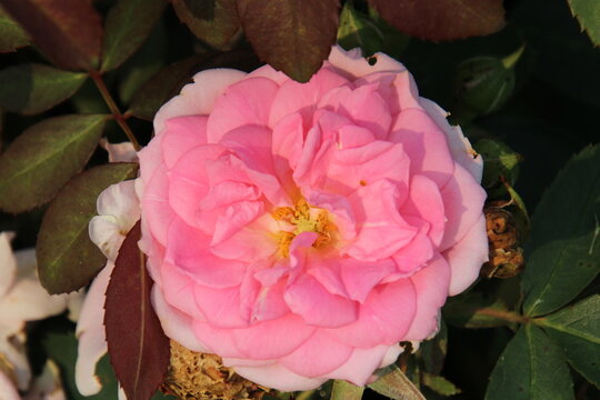 pink rose flower, U of A Botanic Gardens, Devon, Alberta