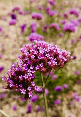 Obraz premium purple flowers in the field