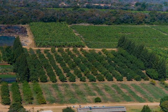 Kafue, Zambia - 19 July 2026: Aerial view of agricultural fields featuring rows of fruit trees and banana plantations in the Lusaka Province.