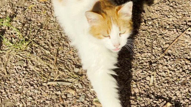 A fluffy ginger and white cat walks calmly on a sunny gravel path. The beautiful pet enjoys a peaceful day outdoors with a feeling of curiosity. A gentle shadow falls near the soft grass.