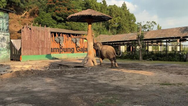 Asian Elephant Standing Inside a Wildlife Park

