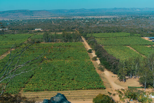 Kafue, Lusaka Province, Zambia - 19 July 2026: Aerial view of banana plantations stretching across the landscape with dirt roads and rows of green crops.