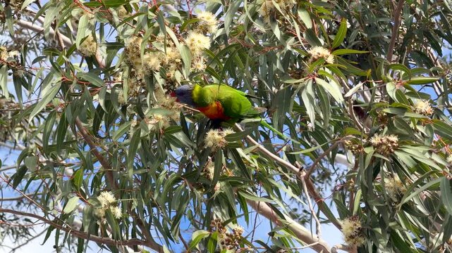 Rainbow Lorikeet Feeding on Eucalyptus Tree Blossoms in Australia