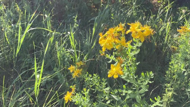Hypericum yellow St. John's wort herb s blooming in the meadow.