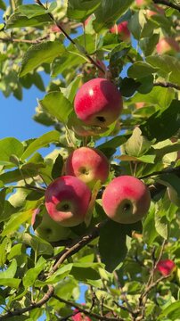 Apples fruits on tree in orchard, vertical video.