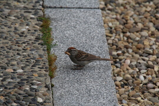 sparrow on the ground