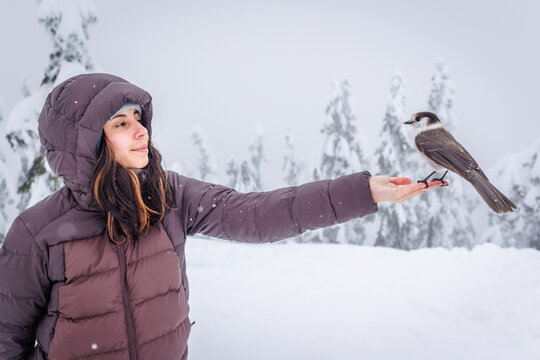 Whiskey Jack on hikers hands