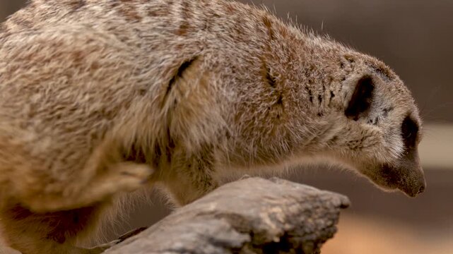 Alert Meerkat Standing on Rock at Taronga Western Plains Zoo