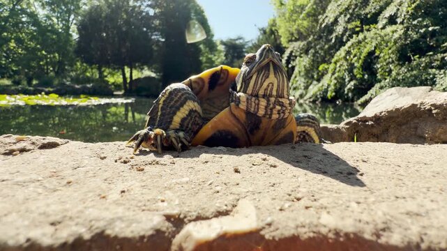 A proud turtle stretches its neck while resting on a stone ledge. The curious creature basks happily near a sunny park pond, creating a peaceful and serene mood.