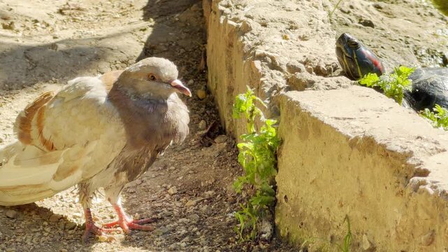 A curious pigeon and a surprised turtle look at each other across a stone wall. They share a peaceful and amusing moment in the warm sunshine.