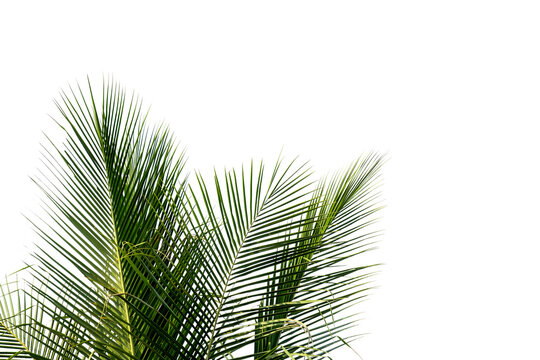 Green coconut palm leaves isolated on white background, corner view