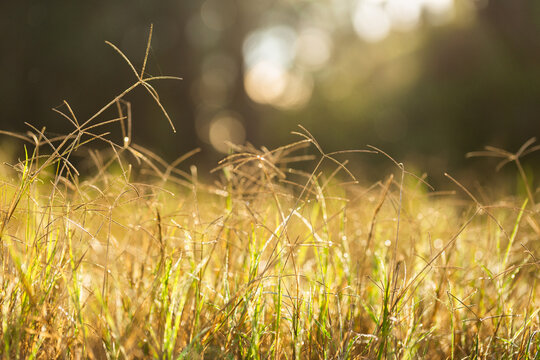 Macro close up of grass seed heads growing against natural backdrop