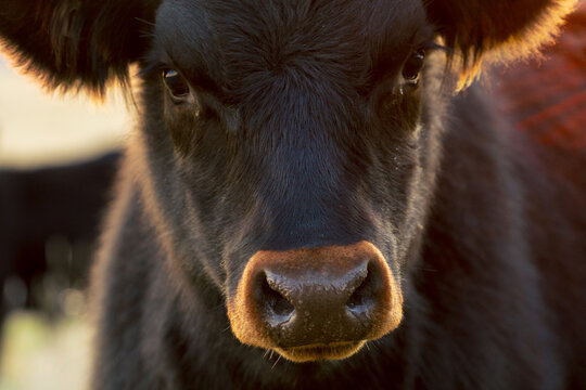 Close up of the face of a black cow