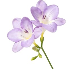 Obraz premium Two Pale Purple Freesia Flowers Green Buds Dark Stamens Green Stem