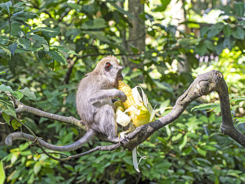 Macaques de Bali , Indon&eacute;sie