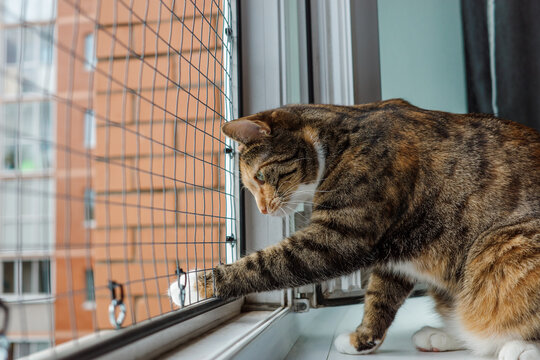 Tabby cat tests scratch-resistant metal window mesh with paw. Pet-proof screen strength, escape prevention, and home safety.