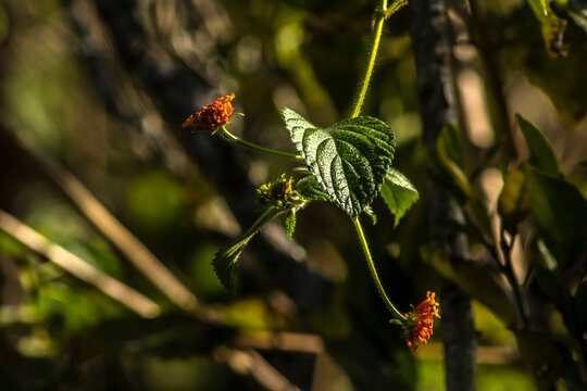 A close-up shot of a delicate orange Lantana camara flower alongside a vibrant green leaf, beautifully illuminated by backlighting from the warm golden hour sun in Brazil. 