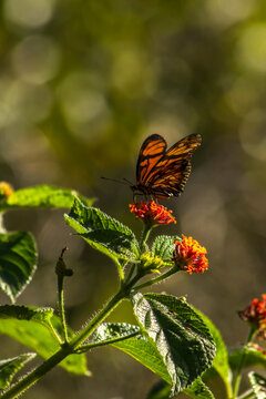 A vibrant orange and black Juno longwing butterfly (Dione juno) collecting nectar from a blooming orange cambara flower (Lantana camara) in the wild nature of Brazil, 