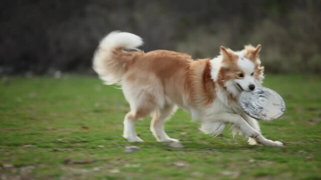 A Border Collie dog watches a flying frisbee outdoors in a grassy field. Playful training moment creates energetic canine action atmosphere.