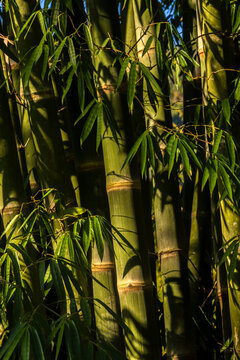 A textured macro shot of thick, green and golden bamboo stalks with natural peeling culm sheaths, illuminated by warm sunlight creating sharp artistic shadows. Shot in a tropical garden in Brazil,