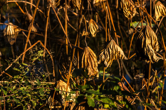 Beautiful abstract landscape photo showing textured, dried sacred lotus leaves (Nelumbo nucifera) hanging over dark calm water, creating golden and green reflections 