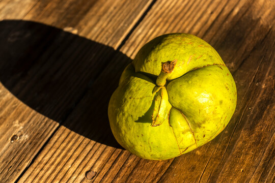 A close-up shot of a whole green elephant apple (Dillenia indica) resting on a textured wooden background. Also known as chalta or fruta-pataca,