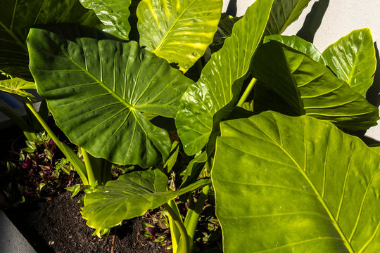 High angle macro view of lush glossy green Alocasia macrorrhizos foliage. The sun illuminates the natural texture and detailed vein structure of large tropical leaves,