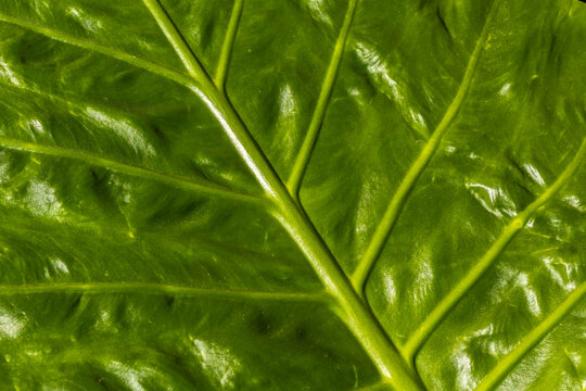 Detailed macro photograph showing the vivid green texture and veins pattern of an Alocasia Macrorrhizos leaf, commonly known as giant elephant ear plant, shot in natural sunlight in Brazil.