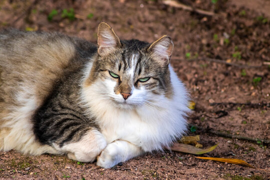 A large, fluffy domestic tabby cat with striking green eyes and white patches rests comfortably on the dirt ground outdoors in Brazil, looking aside curiously.