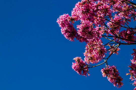 Close up of pink ip&ecirc; tree flowers (Handroanthus impetiginosus) blooming during the dry season under a clear deep blue sky, scenic tropical nature shot in Brazil.