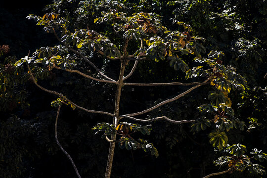 A tropical Cecropia tree, locally known as Embauba, standing under dramatic sunlight contrast against a dark background in the dense Atlantic Forest, Brazil. Scientific name Cecropia Pachystachya