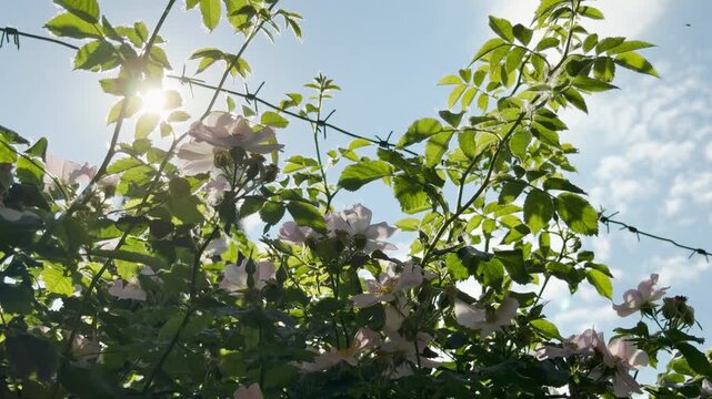 Wild pink roses grow through sharp barbed wire under a bright blue sky. The contrast between gentle petals and metal creates a bittersweet feeling of hope and restriction.