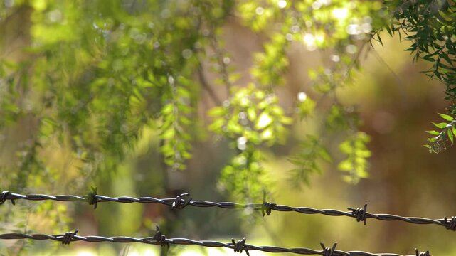 Barbed Wire Fence in Rural Australian Outback with Eucalyptus Leaves
