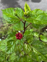 Red Hibiscus Flower Bud with Lush Green Leaves in Tropical Garden © ndliant