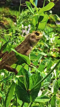 Oriental Garden Lizard climbing on green garden plants