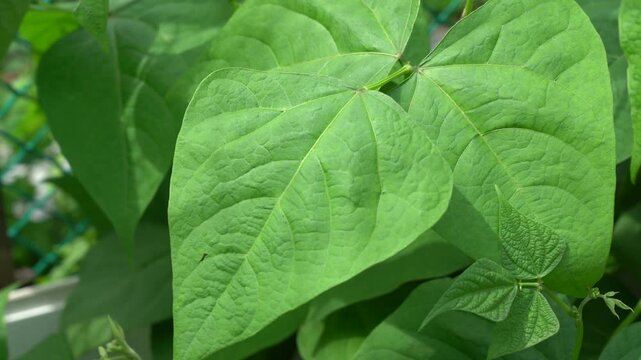 Close-Up View of Lush Green Leaves Showcasing Detailed Texture and Vibrant Coloration, Highlighting Nature's Beauty in a Healthy Plant Environment
