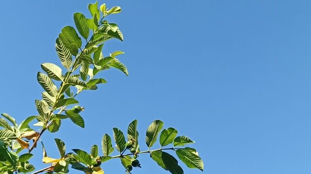 Guava tree leaves swaying gently in the wind against blue sky