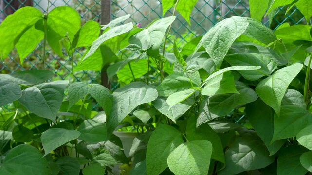 Lush Green Foliage in Full Sunlight Showcasing the Vibrant Growth of Healthy Leaves, Ideal for Nature Lovers and Gardening Enthusiasts Alike