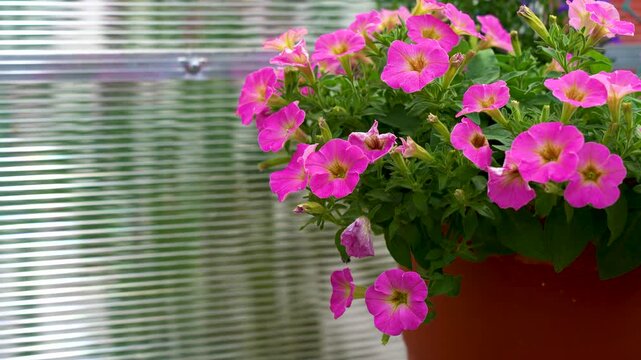 Vibrant Cluster of Pink Petunias in a Greenhouse Setting, Showcasing Their Delightful Blooms Against a Reflective Background
