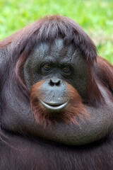 close up portrait of a female orangutan © DS light photography