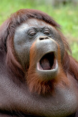 close up portrait of a female orangutan © DS light photography
