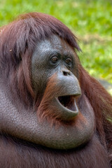 close up portrait of a female orangutan © DS light photography