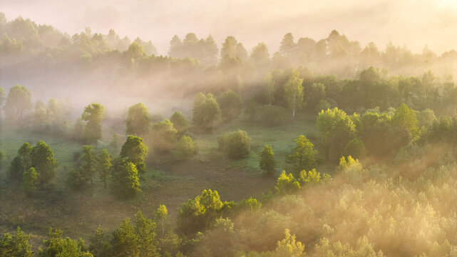 High view of fog over trees