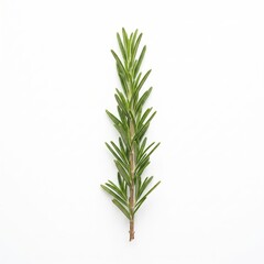 Fototapeta premium Fresh_rosemary_sprig on white background