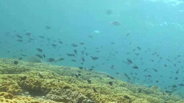 Sunlight filters through turquoise water as diverse fish dart across massive, textured coral reef garden in bright afternoon, creating lively underwater habitat filled with motion and natural wonder.