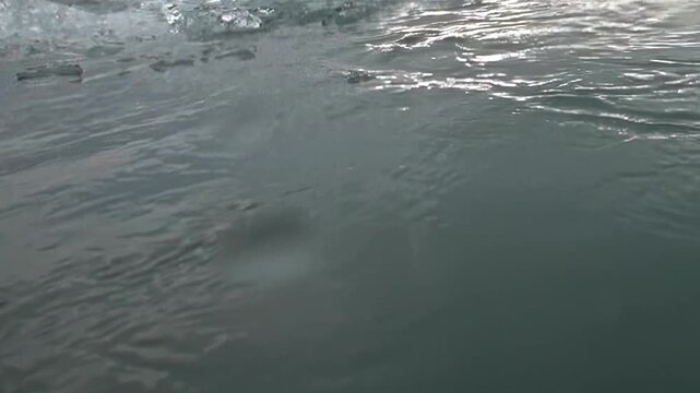 A colossal shadow glides just beneath the shimmering surface of the Arctic Ocean. Witness this profound glimpse into a majestic creature's journey through its icy realm during extreme travel.